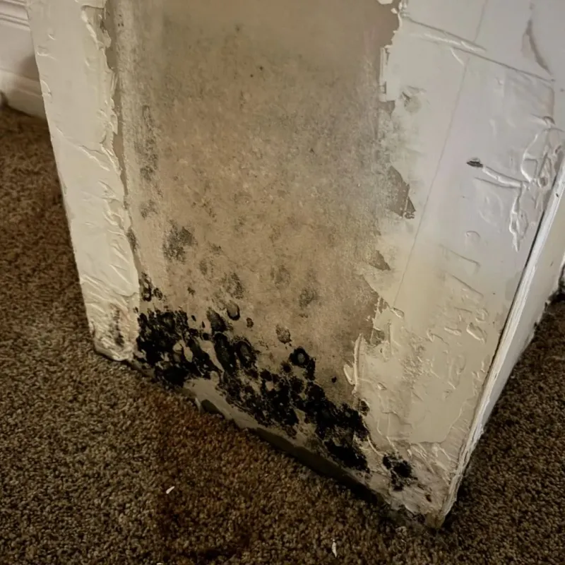 Professional Mold Removal in Farmville, VA